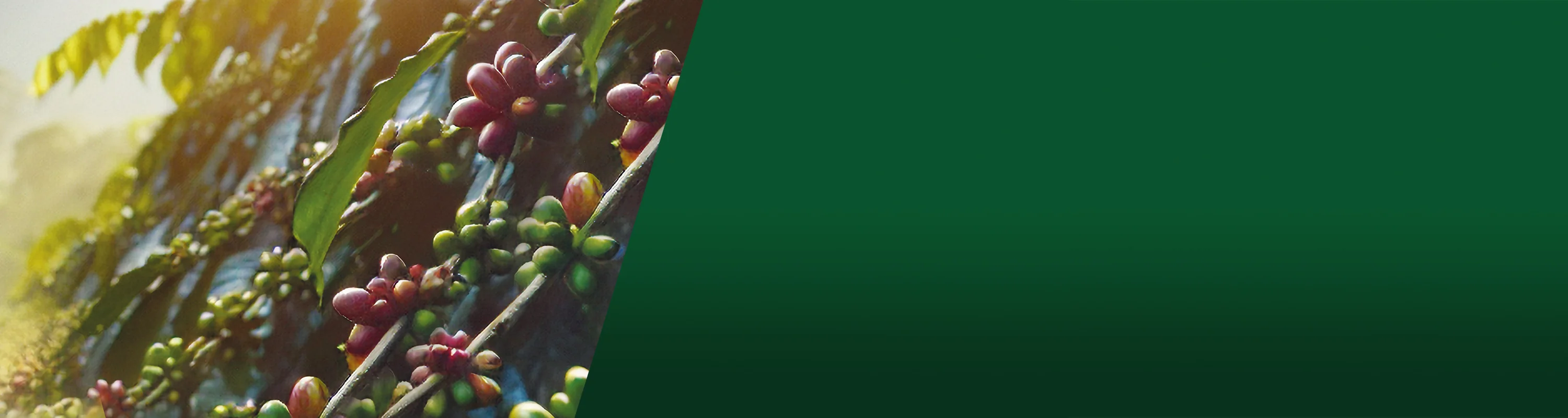 Caffitaly: L'Arte del Caffè Innovativo